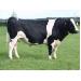 Phát triển chăn nuôi bò sữa theo hướng công nghiệp