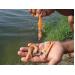 Huyện Đầm Dơi (Cà Mau) có trên 1.600ha tôm nuôi bị dịch bệnh