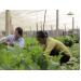 Trồng rau sạch, nông dân Mộc Châu thu 500 triệu đồng/ha/năm