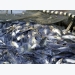 Government issues tra fish regulations
