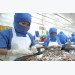 Japan replaces U.S. as top importer of shrimp from Vietnam