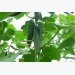 Cucumber Cultivation Information Guide