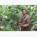 Đếm đủ 3 triệu đồng/ngày nhờ trồng cà chua lạ, ngon, bổ, rẻ