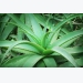 Aloe Vera Cultivation Information Guide