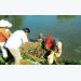 Quảng Nam: Nuôi cá rô đầu vuông kết hợp cá trê vàng