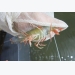 Ca Mau targets shrimp exports of 2 billion USD by 2020