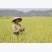 Cục Trồng trọt: Lúa Thiên Ưu bị lép do nhiễm bệnh đạo ôn cổ bông