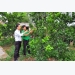 nguoi-dan-dong-anh-dat-thu-nhap-binh-quan-43-trieu-dong-nam