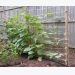 Construction for growing cucumbers