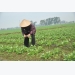 Bắc Ninh: Hiệu quả kép từ việc trồng nghệ xen canh lạc
