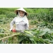 Nông dân trồng ngô sinh khối kiếm “ối” tiền