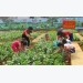 Kindergarten kids grow clean vegetables