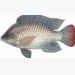 Tilapia Fish Farming Information Guide