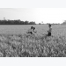 Vinh Long rice farmers go organic, reap rewards