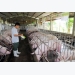 Đồng Nai aims to save pig farming industry