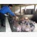 Chăn nuôi lợn nông hộ, những vấn đề đặt ra