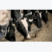 78.000 tấn sữa sạch từ đàn bò trên cao nguyên Mộc Châu