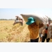 ĐBSCL: Năng suất lúa Đông Xuân giảm nhẹ