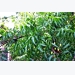 7-loai-thuoc-tru-sau-thien-nhien-co-the-tu-che-tai-nha