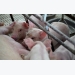 Chăn nuôi lợn sạch theo phương pháp hiện đại