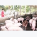 Ministry wants enterprises to share hardships with pig farmers