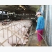 State Bank to aid pig farmers