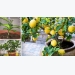 How to Grow a Lemon Tree from Seed Easily in Your Own Home!