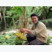 Can Tho seeks ways to export bananas to Republic of Korea