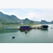 nuoi-ca-tai-long-ho-thuy-dien-thu-ve-5-ty-dong-moi-nam