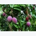 Việt Nam exports 3-coloured mangos to Oz