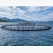 What does the salmon net pen of the future look like?