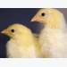 Genes behind social behavior in chickens identified