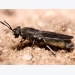 Farmed insects can produce antimicrobial peptides
