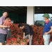 Bac Giang strictly supervises litchi production