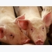 Using organoids to unravel feed efficiency in pigs