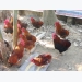 “Phục hưng” đặc sản gà cáy củm