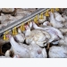 Holistic approach to feeding heat-stressed broilers