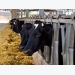 Can methane emissions be reduced in dairy cows fed oregano and green tea extracts?