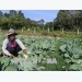 Trà Vinh farmers lend farmland for free to poor
