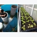 Experimental aquaponics system in Costa Rica