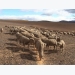 How to keep farming sheep in drought