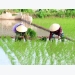 Central provinces target 2.5 million tonnes of rice in upcoming crops