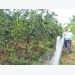 cham-soc-phuc-hoi-vuon-cay-an-trai-sau-thoi-gian-bi-ngap-lu-nhu-the-nao