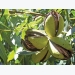 Pecan nuts: how to plan an orchard and prepare the soil