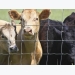 Study to examine how cow's nutrition influences calf's brain, fertility