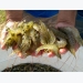 Brazilian shrimp farmers eye new horizons