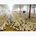 Lessons from the slow-grown approach to poultry production