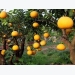 Hi-tech fruit cultivation area built in Luc Ngan district