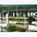 Độc đáo mô hình trồng rau thủy canh kết hơp 'cà phê quán' ở Quảng Nam