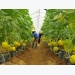Ho Chi Minh City promotes new farming cooperative model